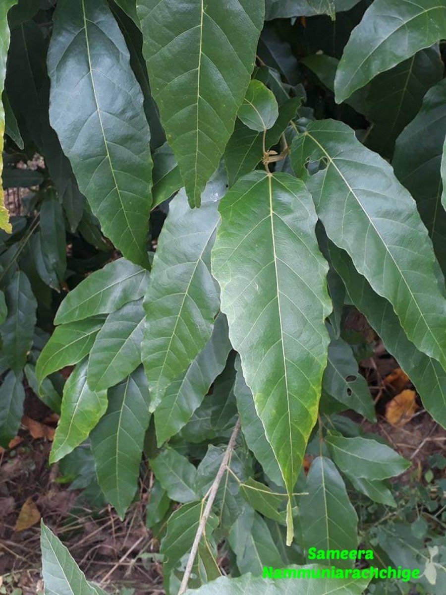 Croton persimilis Müll.Arg.